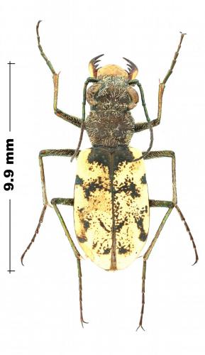 Cylindera nahuelbutae